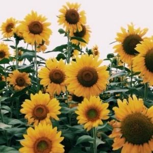 Meet your Posher, Dani